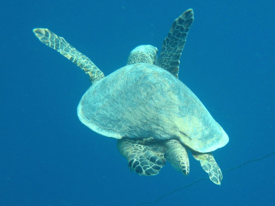 Schnorcheln im Grand Makadi Grand Makadi