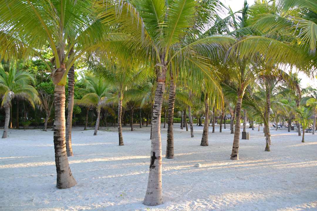 Dichter Palmenbewuchs Grand Palladium Kantenah Resort & Spa