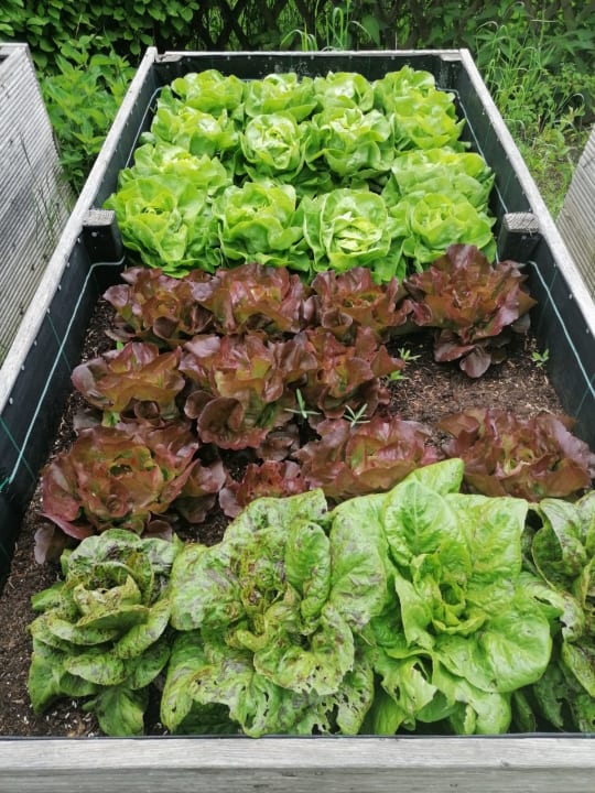 Gastro Seehotel Birkenhof