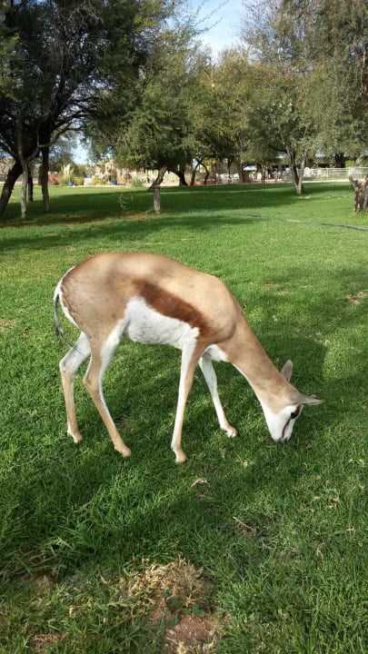 Steinbock Hammerstein Lodge & Camp