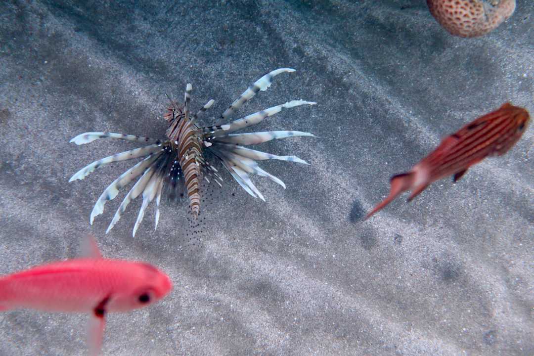 Strand Malikia Resort Abu Dabbab