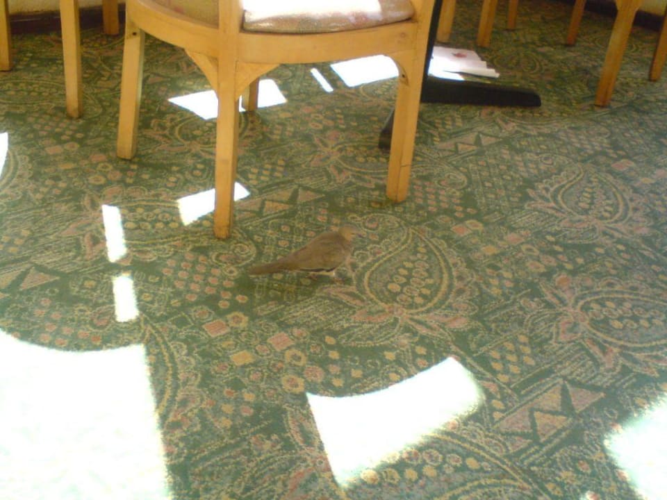 Holten sich die letzten Krümmel vom Frühstück! Sentido Akassia Beach