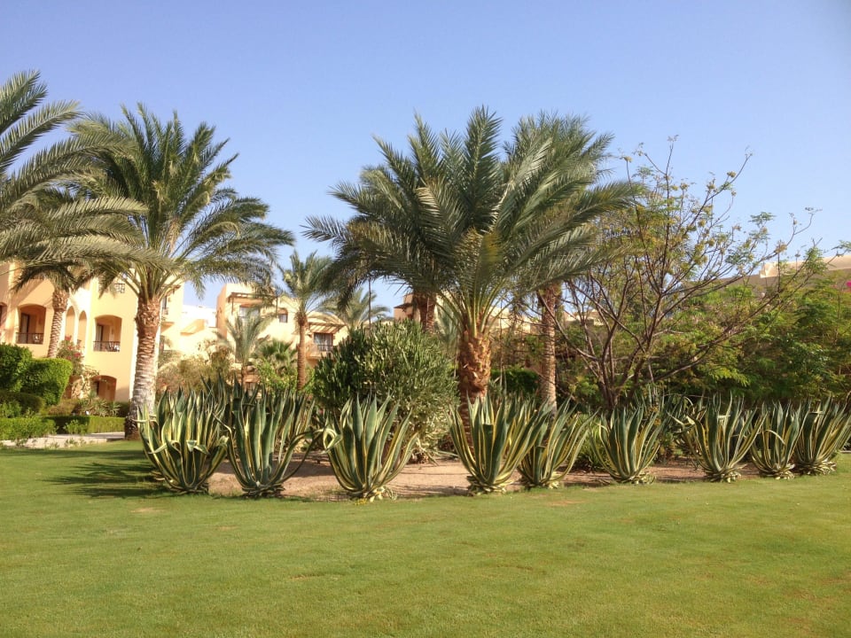 Garten Steigenberger Coraya Beach - Adults only