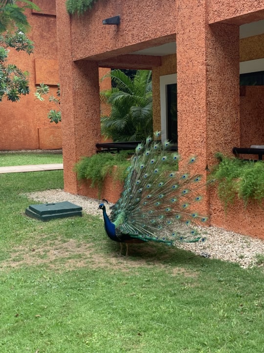 Sonstiges Iberostar Waves Tucan