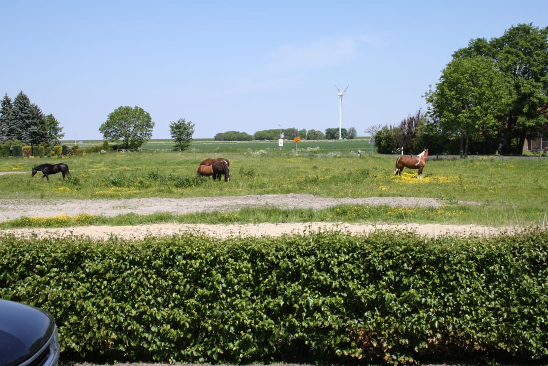 Angrenzende Weide Pension Engelmann