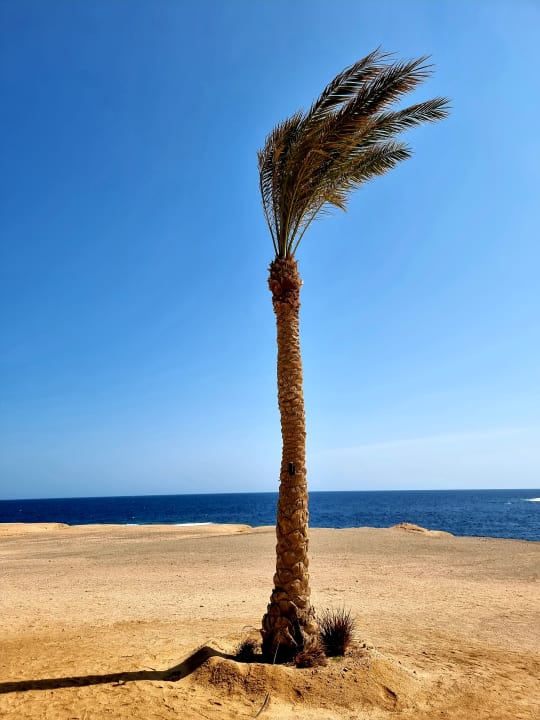 Strand Steigenberger Resort Alaya Marsa Alam - Red Sea - Adults only