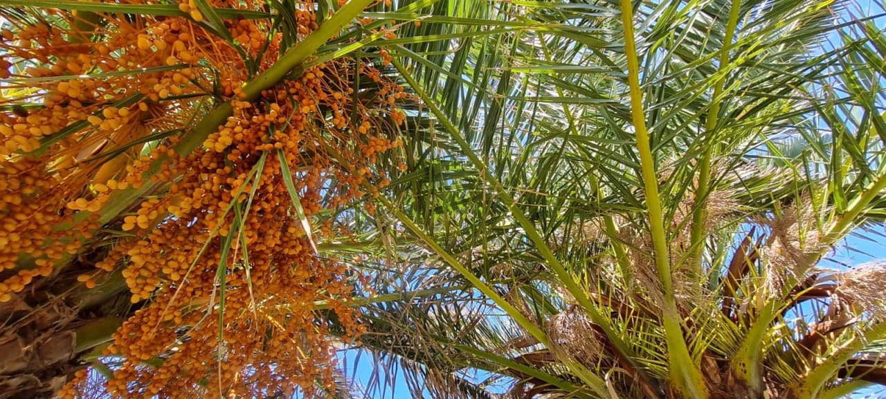 Gartenanlage Civitel Creta Beach