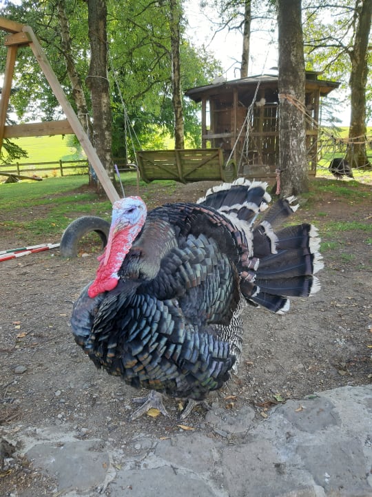 Sonstiges Burgbauernhof Katzenstein