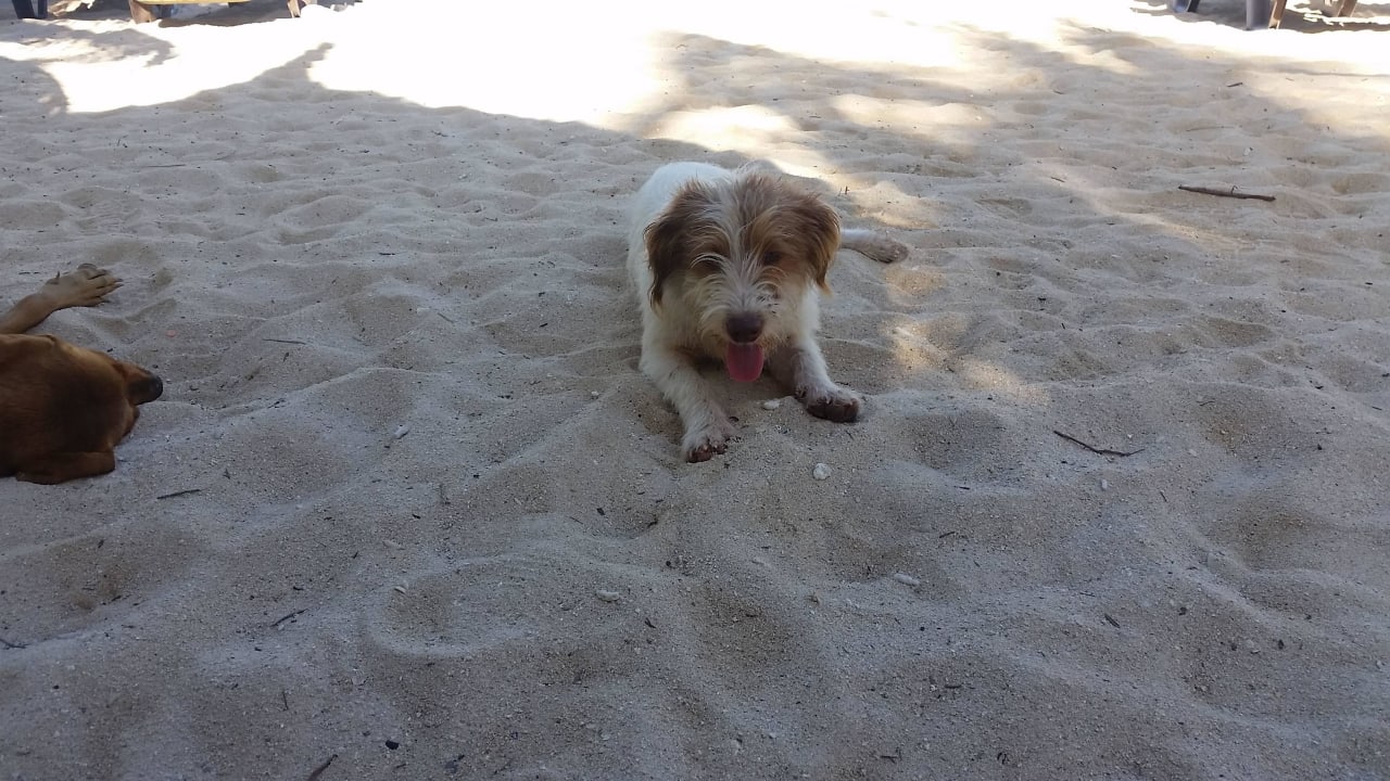 Unser täglicher Begleiter Victoria Beachcomber Resort & Spa