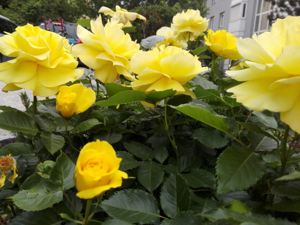 Gartenanlage Apollo Apartments Plakias