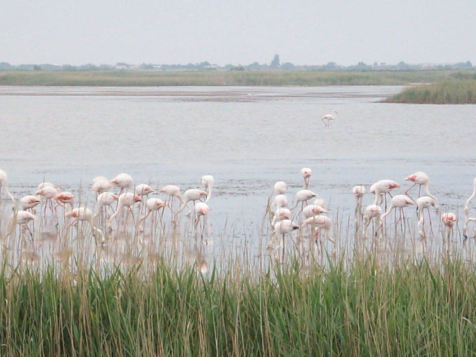 Angrenzendes Naturschutzgebiet  Camping & Bungalows de la Brise