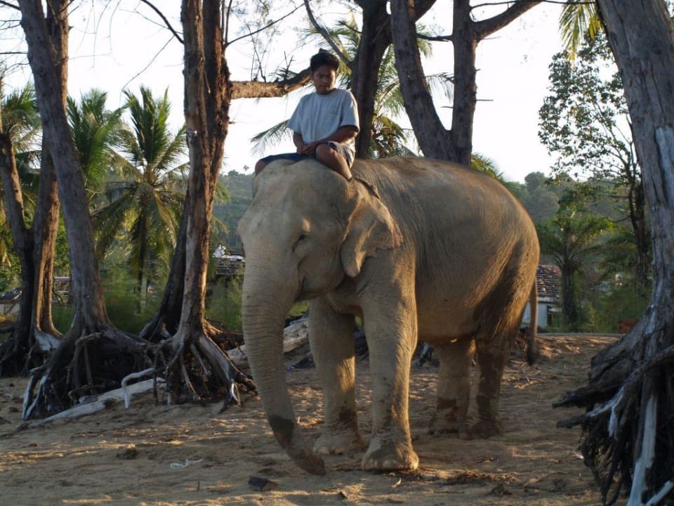Elefantenbad Khao Lak Merlin Resort