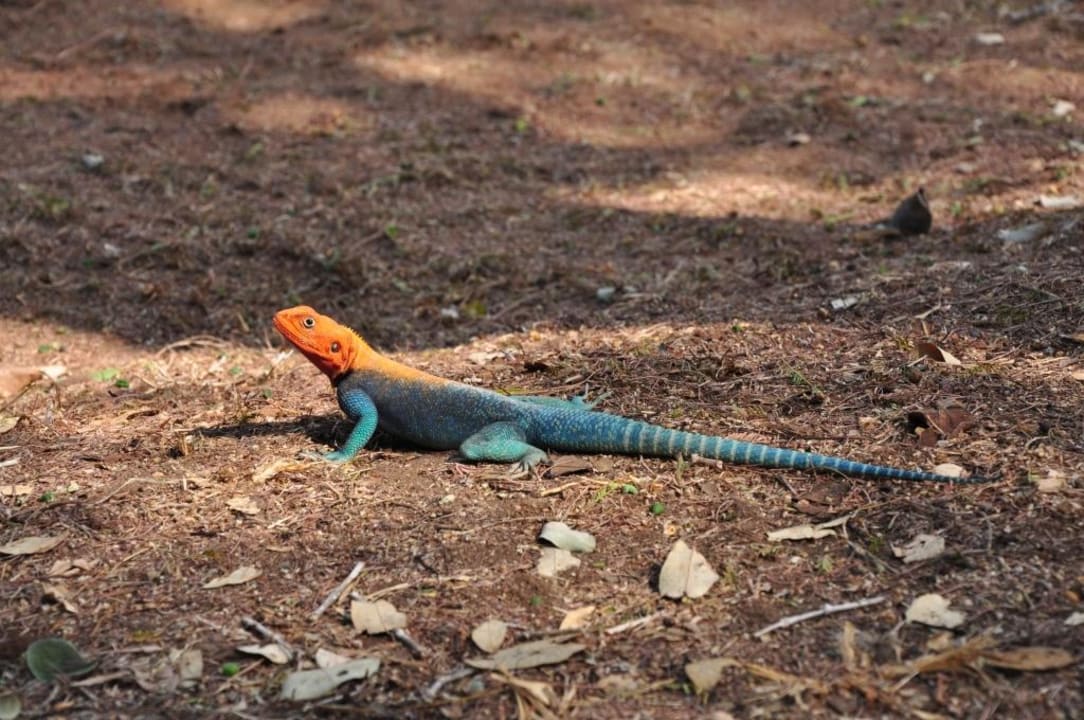 Siedleragame Sentrim Tsavo Lodge