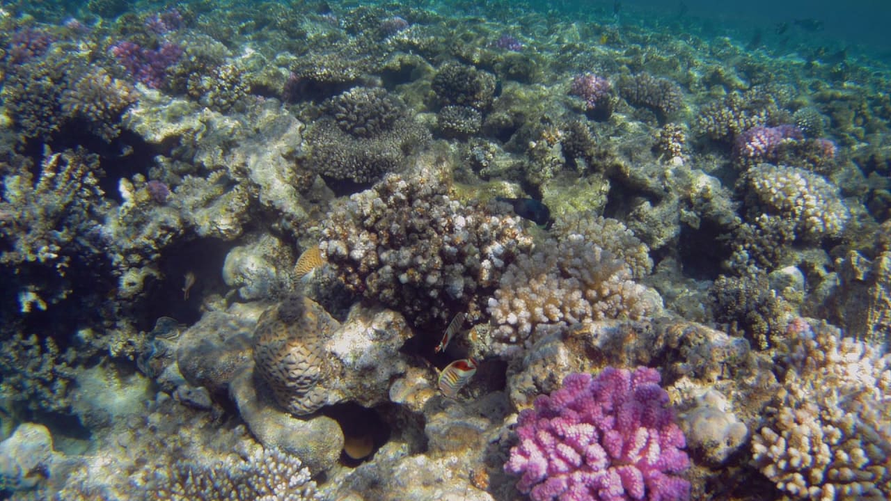 Sport & Freizeit Hotel Gorgonia Beach Resort