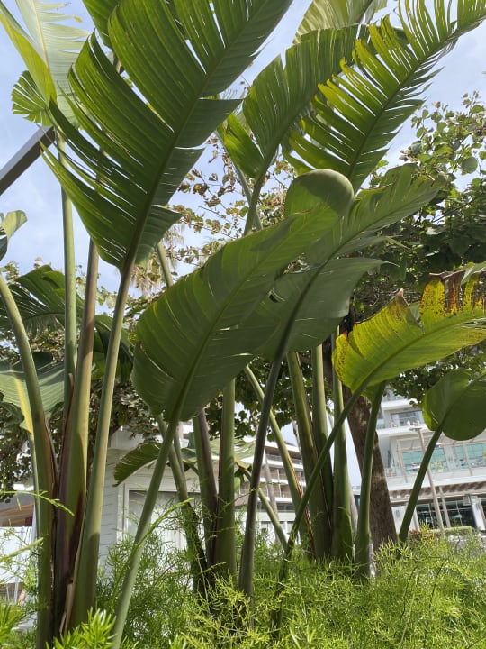 Gastro Acanthus Cennet Barut Collection