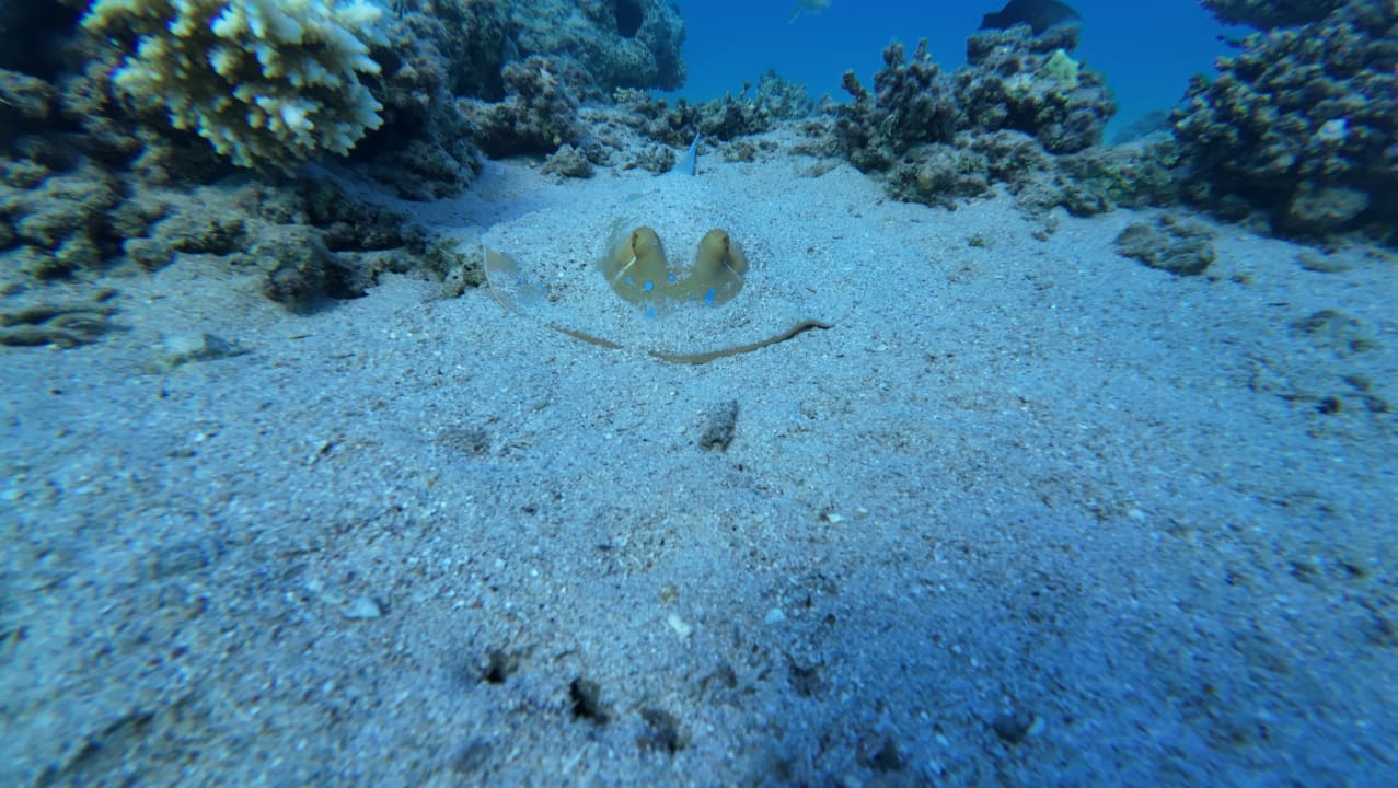 Strand JAZ Elite Amara