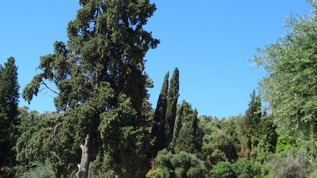 Forest park in the hotel Aeolos Beach Resort