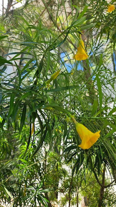 Gartenanlage Trendy Lara