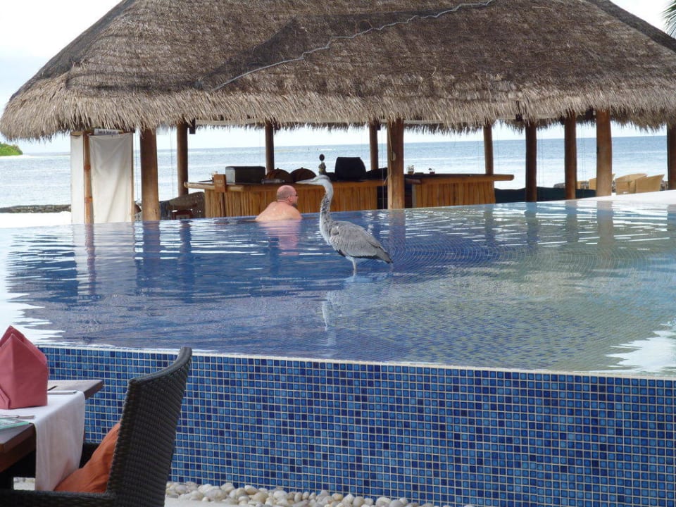 Pool-Bar Kuramathi Maldives