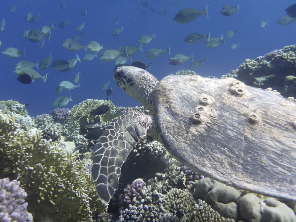 Strand Novotel Marsa Alam Beach Resort