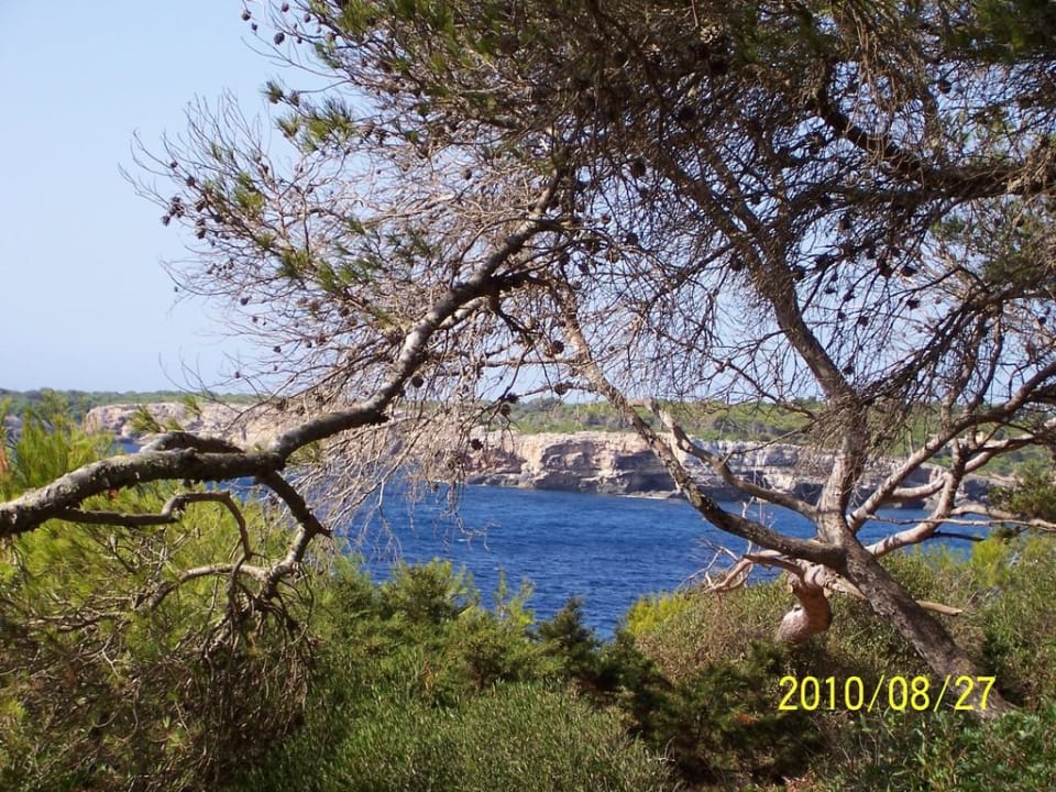 Pinienwäldchen mit Meerblick Iberostar Waves Club Cala Barca