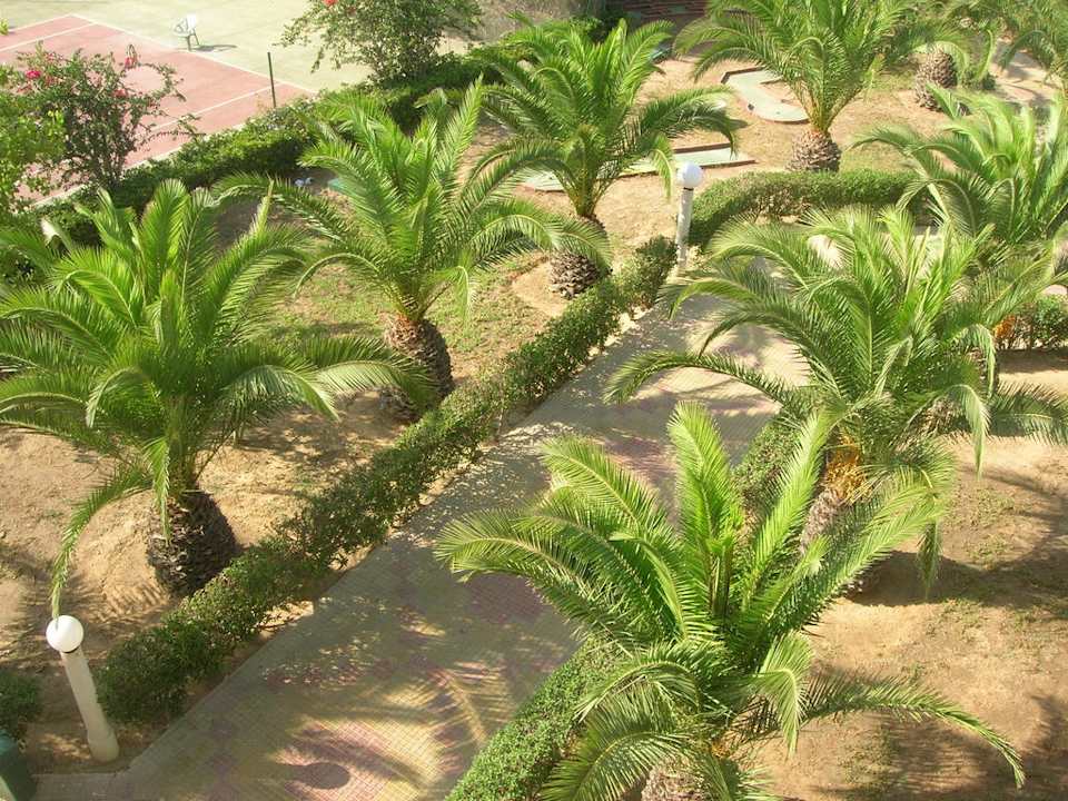 Ogród hotelowy Palmyra Aqua Park Kantaoui
