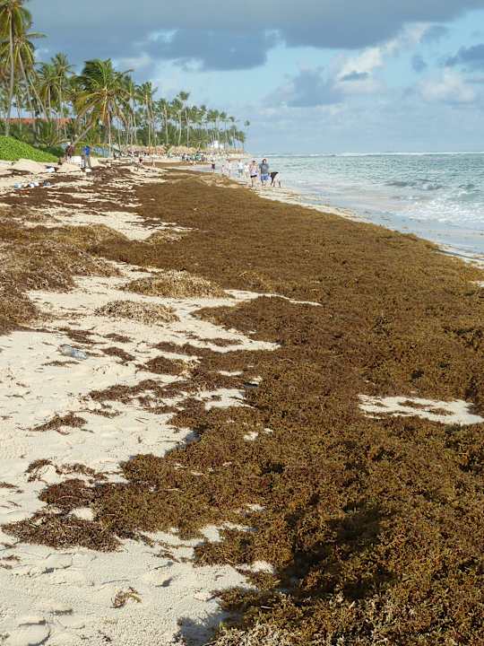 "Algenstrand" Dezember 2014 Bahia Principe Luxury Ambar