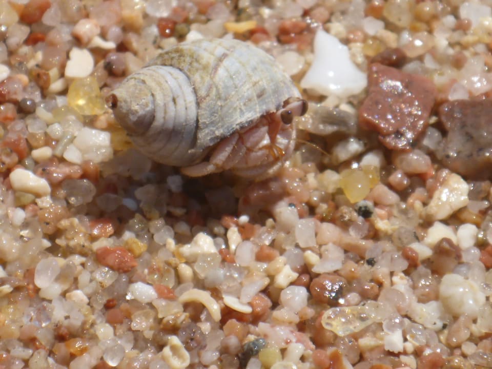 Strand Jaz Makadi Oasis Resort