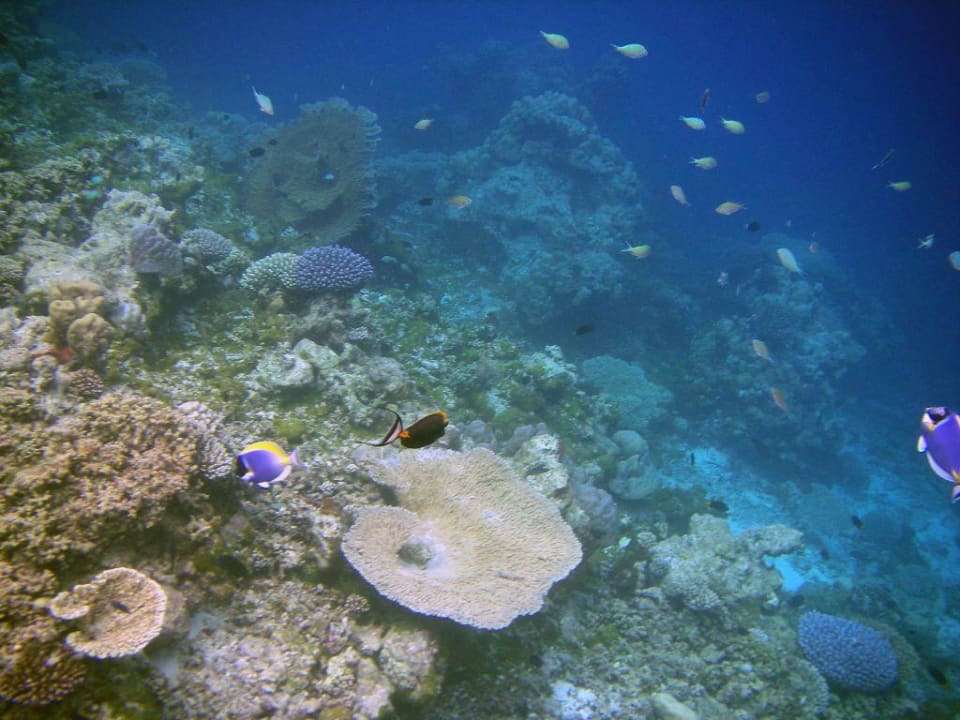 Riff Summer Island Maldives