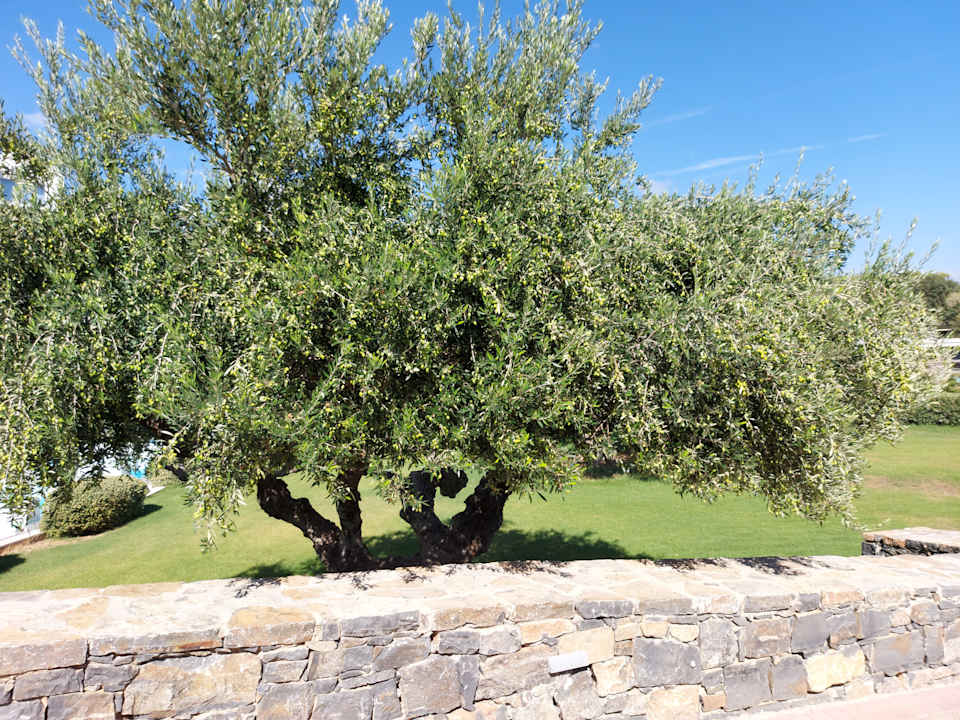Gartenanlage Kakkos Beach Hotel