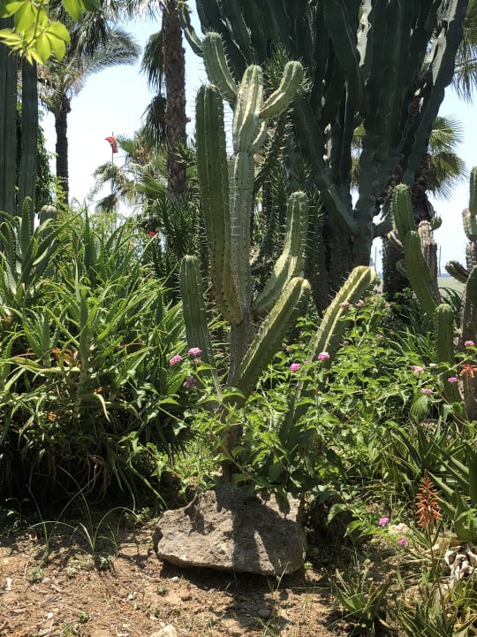 Gartenanlage Arycanda Kirman Premium