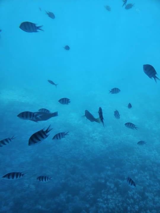 Sport & Freizeit Jaz Royal Palmariva