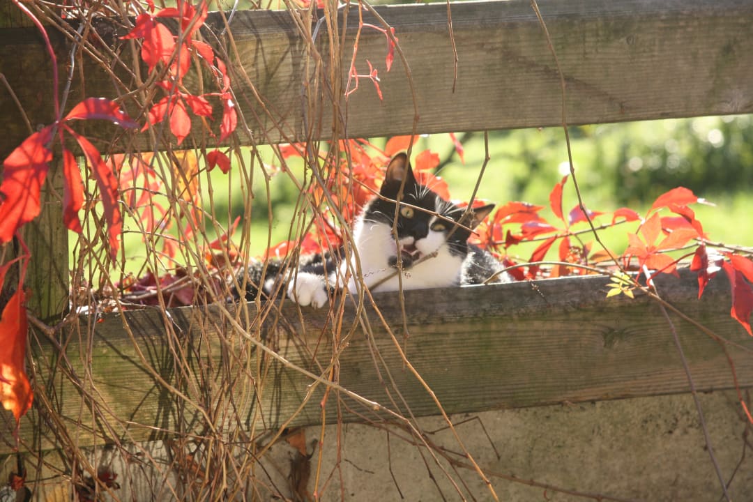 Sonstiges Herbstbauernhof