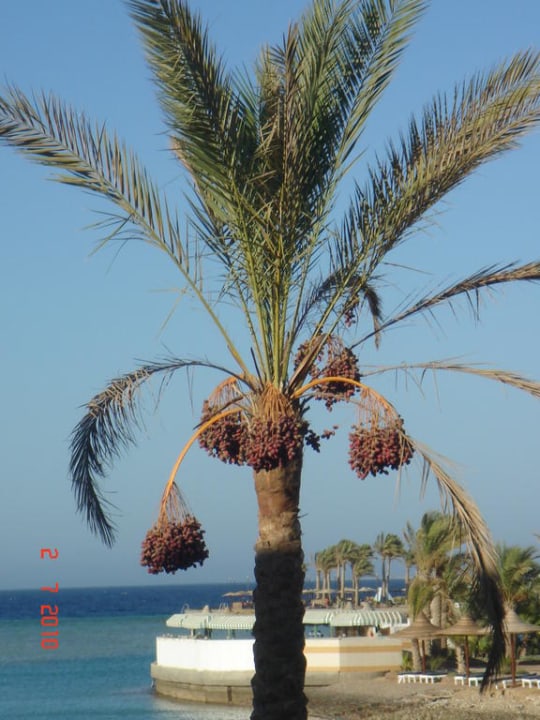 Palme mit Datteln Arabia Azur Resort