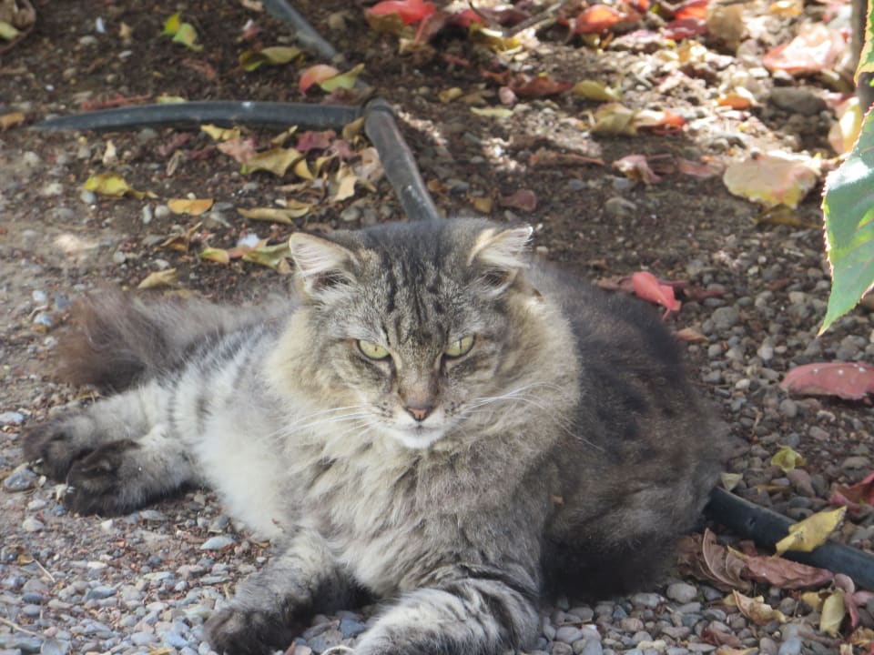 Chef man wacht auf Bungalows Cordial Sandy Golf