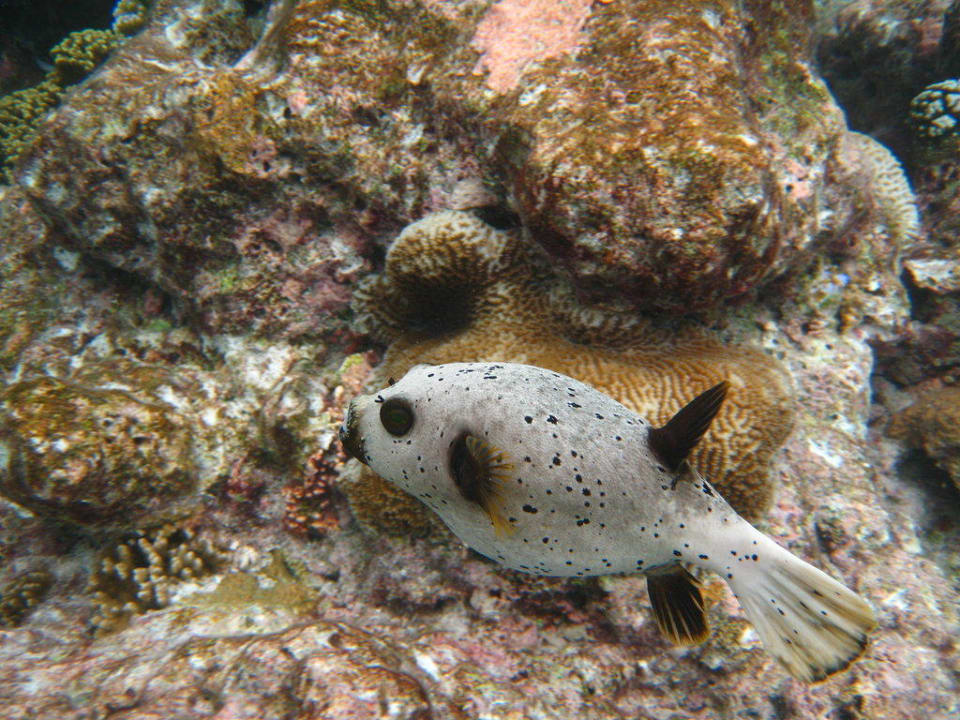 Schwarzfleck Kugelfisch Kuramathi Maldives