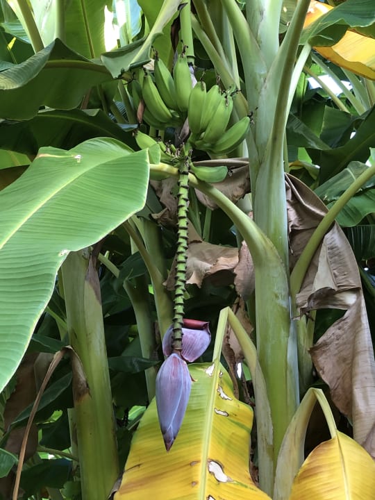 Gartenanlage Side Star Elegance