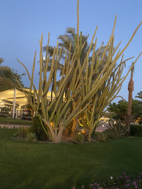 Gartenanlage Desert Rose