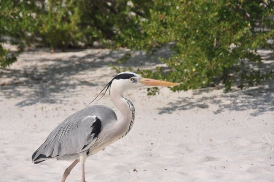 Reiher Meeru Maldives Resort Island