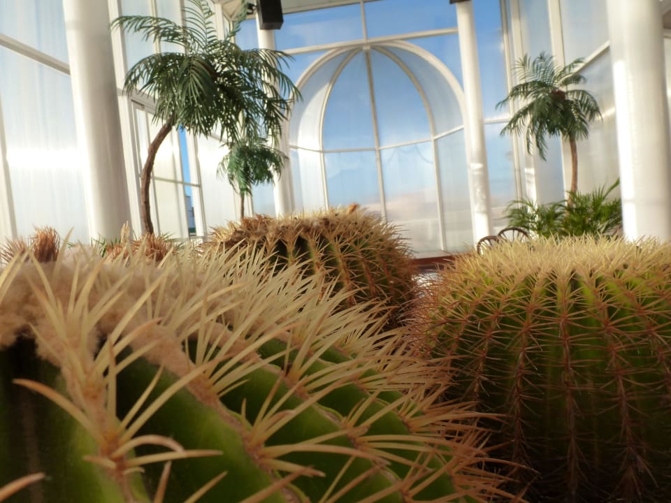 Kakteen Bull Astoria