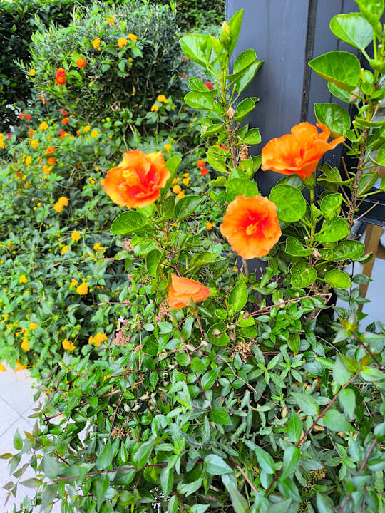 Gartenanlage Corissia Beach Hotel