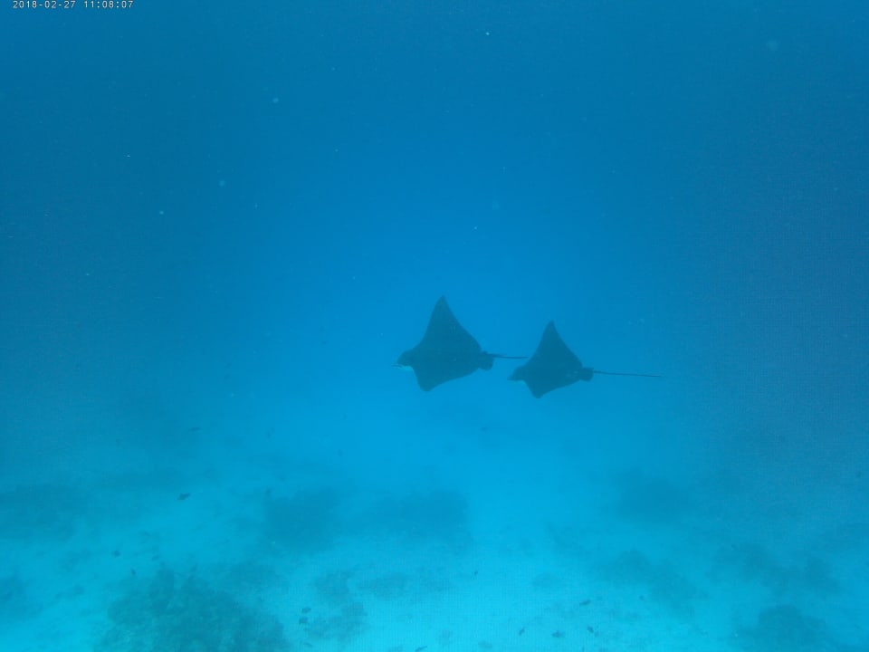 Sport & Freizeit Centara Ras Fushi Resort & Spa Maldives