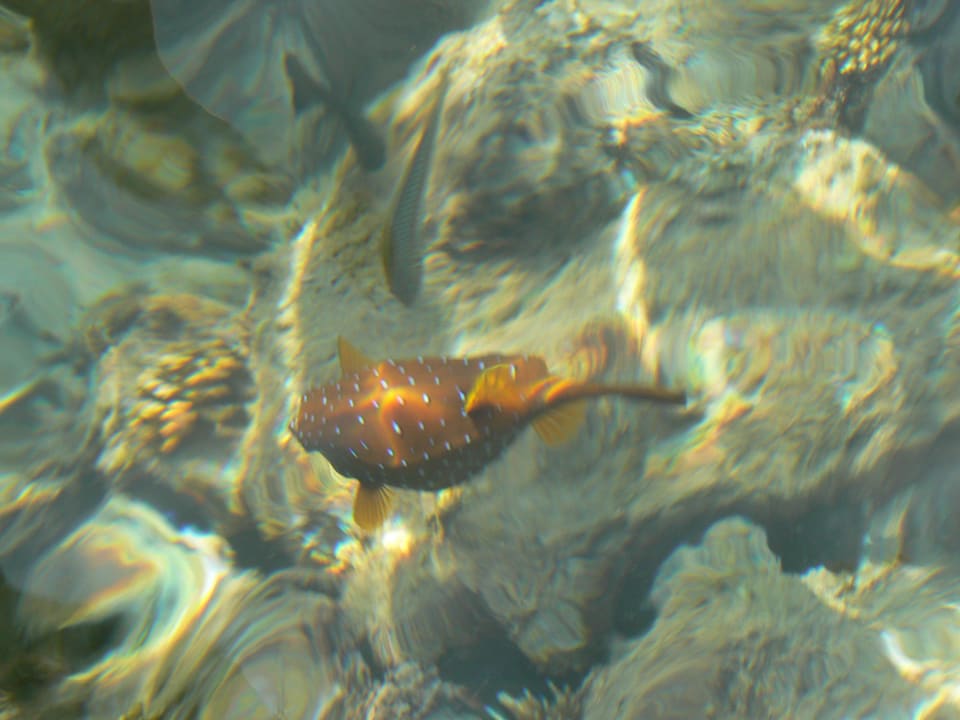 Kofferfisch im Hotelriff Hotel Titanic Palace