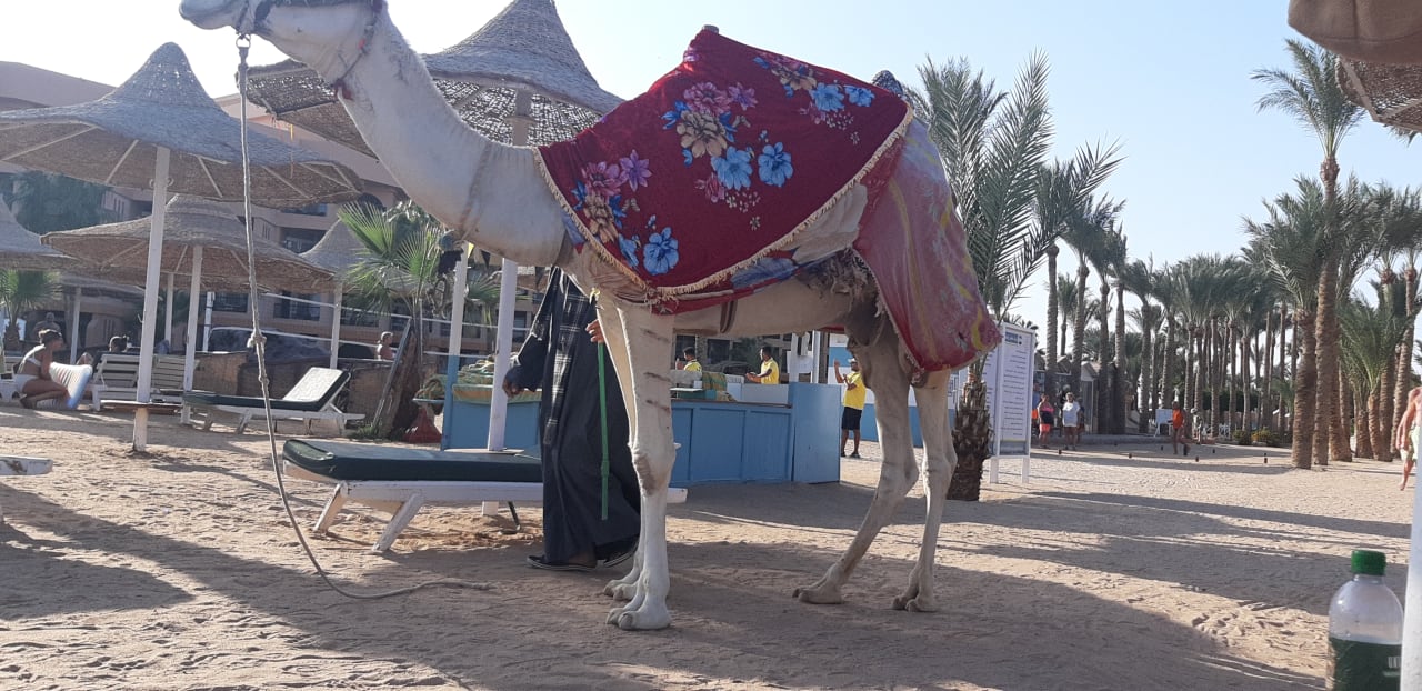 Strand Giftun Azur Resort