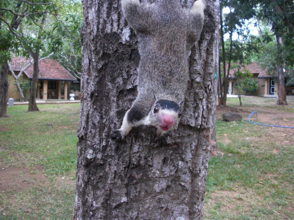 Ein Baumhörnchen vor unserem Bungi Habarana Village by Cinnamon