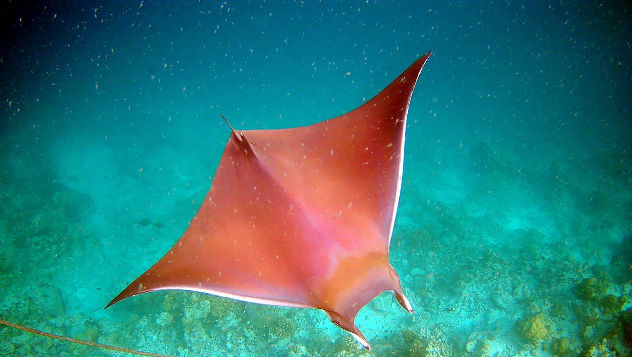 Sonstiges Vilamendhoo Island Resort & Spa