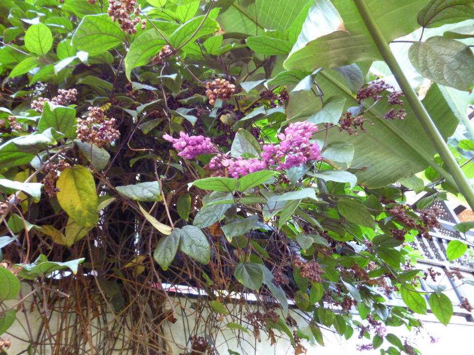 Parque Tropical Blüten Hotel Parque Tropical