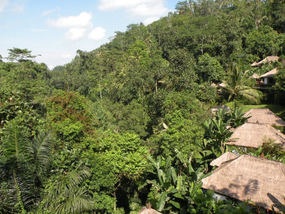 Dschungel mit Hotelanlage Hotel Hanging Gardens of Bali