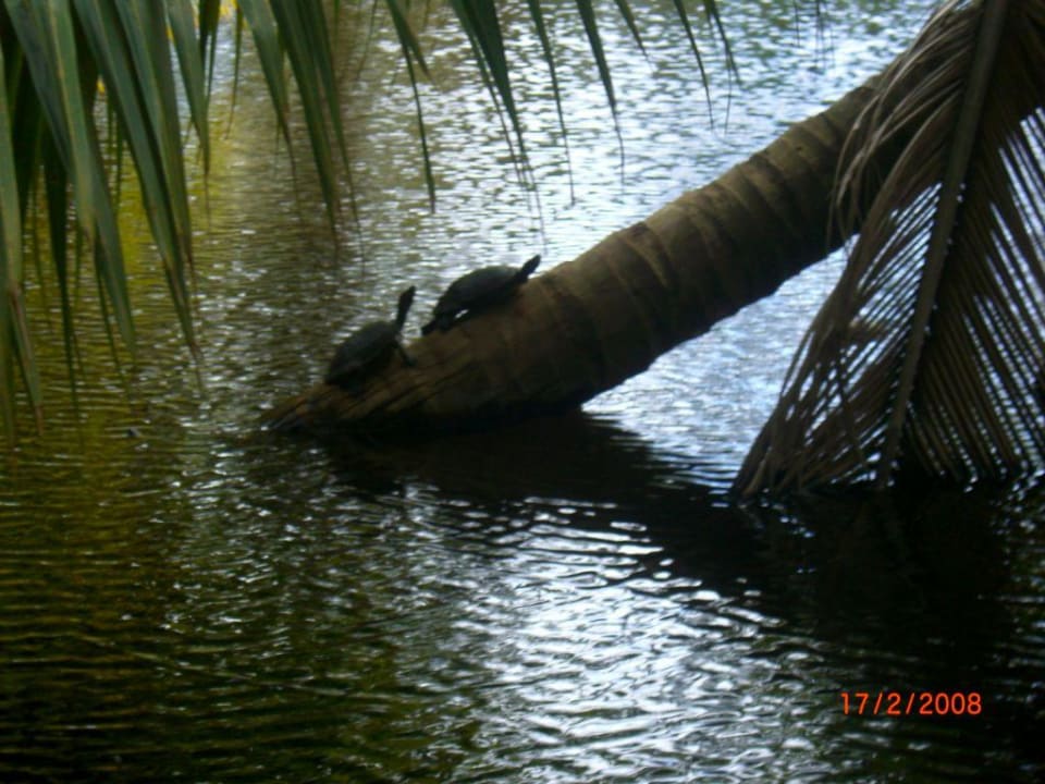 Gartenteich Wyndham Alltra Samana