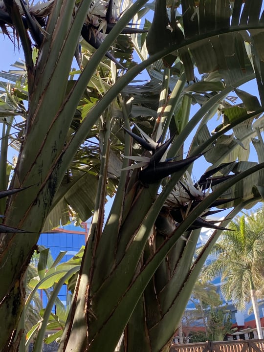 Gartenanlage R2 Pajara Beach